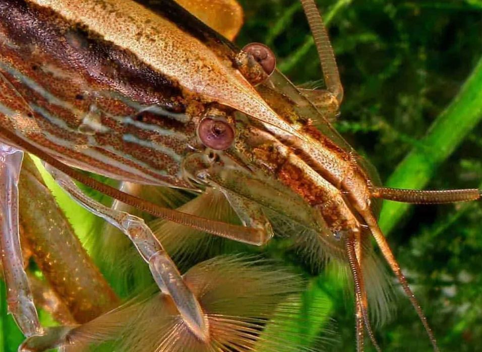 Krewetka filtrująca XXXL - Atyopsis moluccensis - Atiopka - dowóz