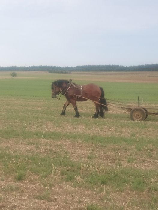 Sprzedam ogiera makler