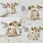 Mini lop, Karzełki Teddy, Niderlandzki Zarejestrowana hodowla