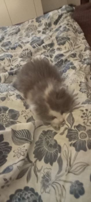 Віддам котика безкоштовно,