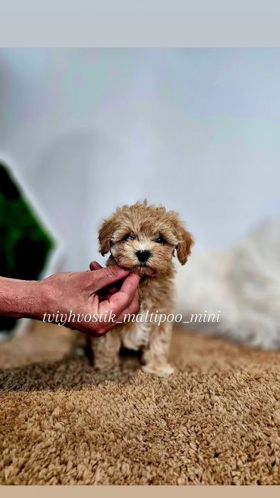 Екста міні мальтипу, великий вибір