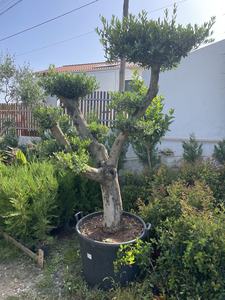 Oliveiras Bonsai em vaso