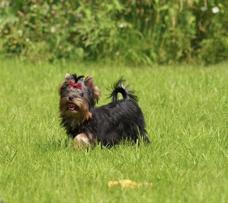 Девочка супер мини размера КСУ FCI baby face
