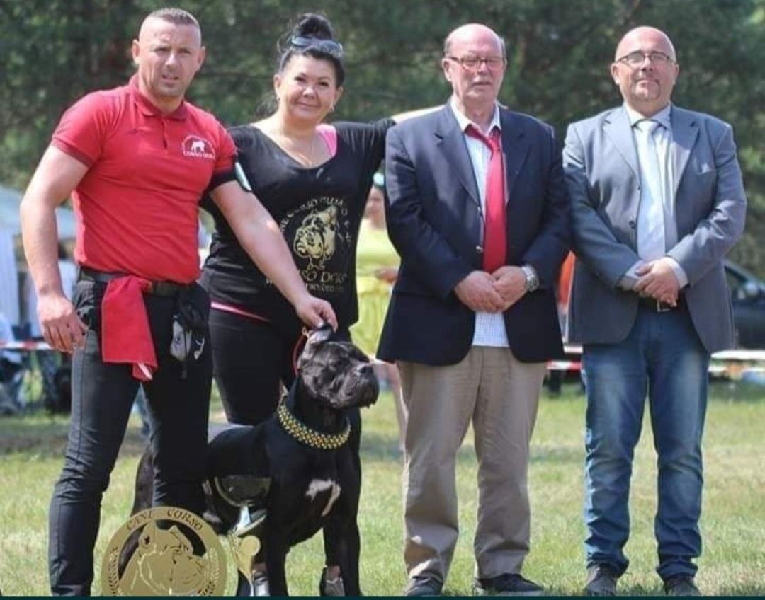 Cane Corso Profesjonalna Hodowla Corso Doro ZKWP/FCI