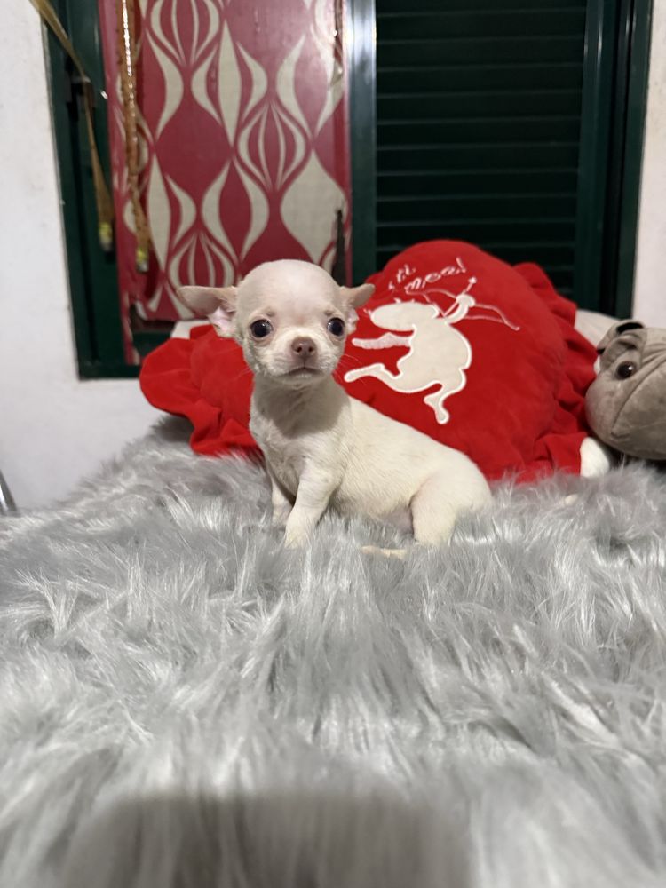 Menino Chihuahua mini mini , branquinho