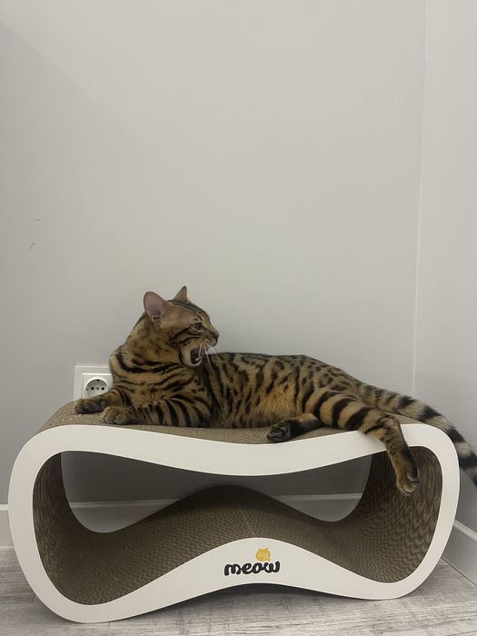 Віддам дворічного кота, кастрований