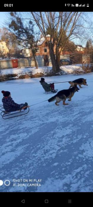 Щенки немецкой овчарки