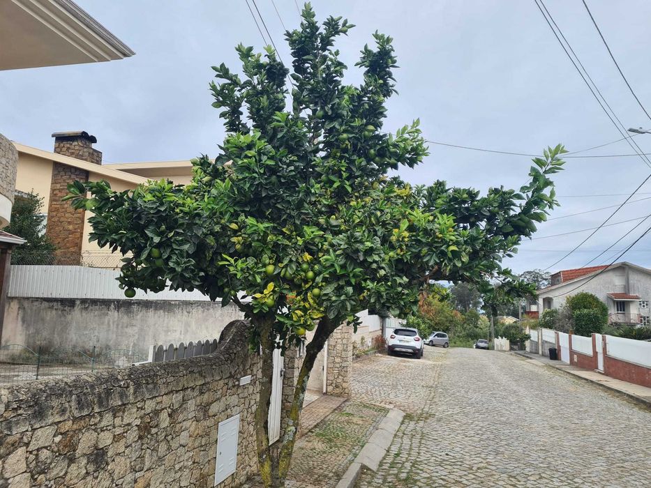 Serviço de Poda Técnica de Árvores Frutíferas e Ornamentais