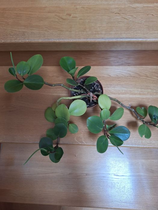 Kwiat  doniczkowy peperomia