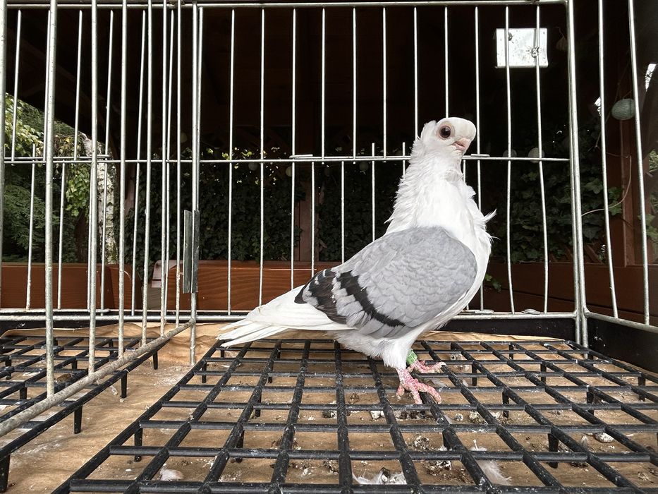 Gołębie ozdobne. Mewka pooska samiczka 2025r