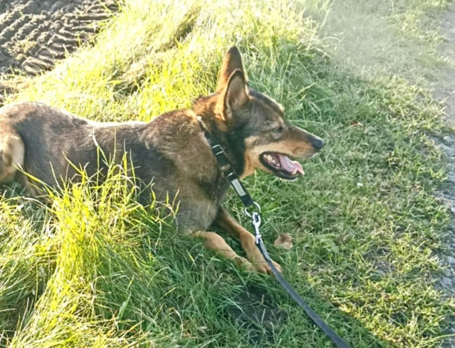 Oddam za darmo- dostojny Wituś szuka domu