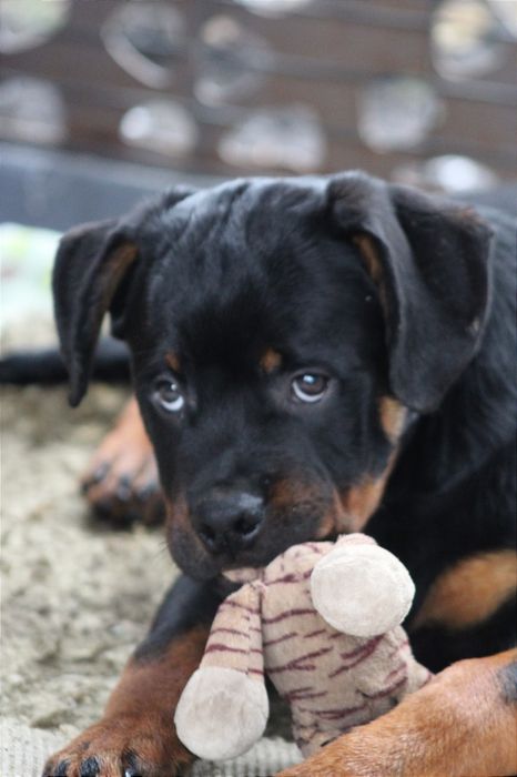 Харизматичний хлопчик ротвейлер шукає родину