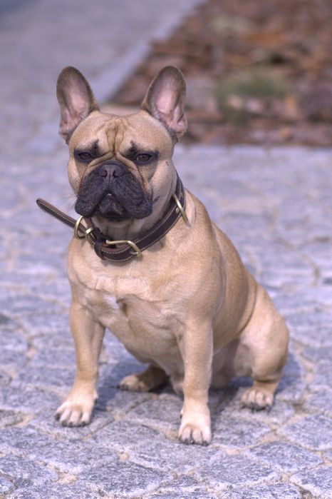 Вязка французький бульдог