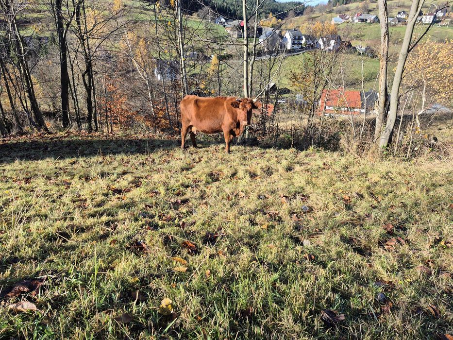 Krowa cielna sprzedam