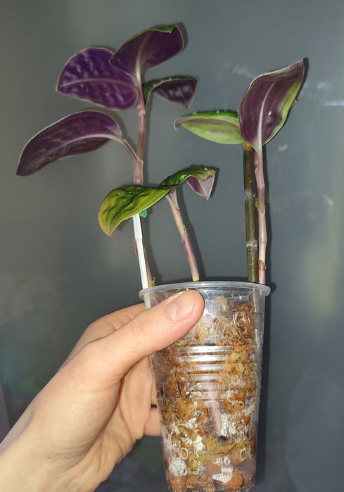 Geogenanthus peoppigii pięknie wybarwione falowane liście terrarium