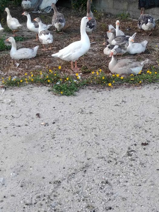 Pato Ganso  (criado ar livre)