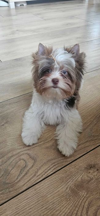 Yorkshire terrier-York Chocoberry