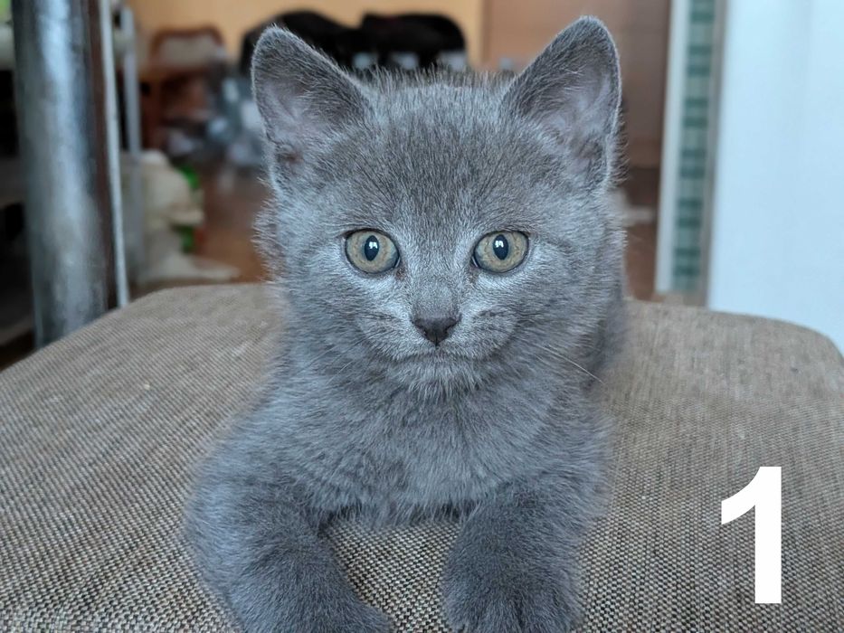 Пухнастики шукають дім