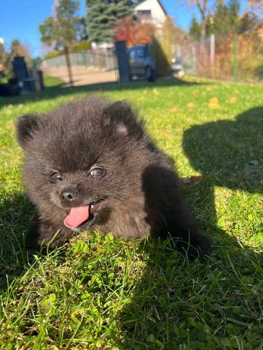 Szpic pomeranian
