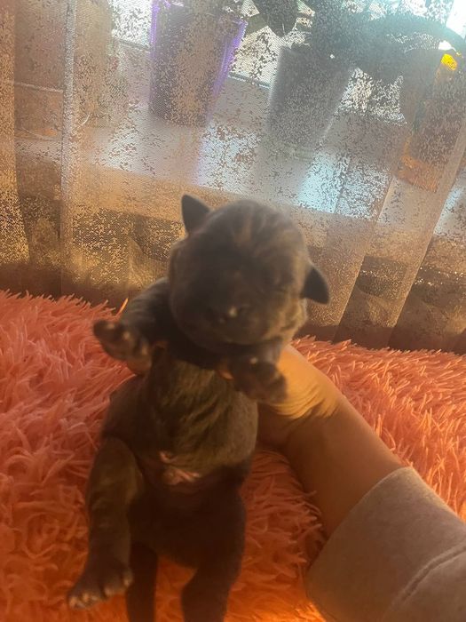 Бронювання цуценят кане-корсо