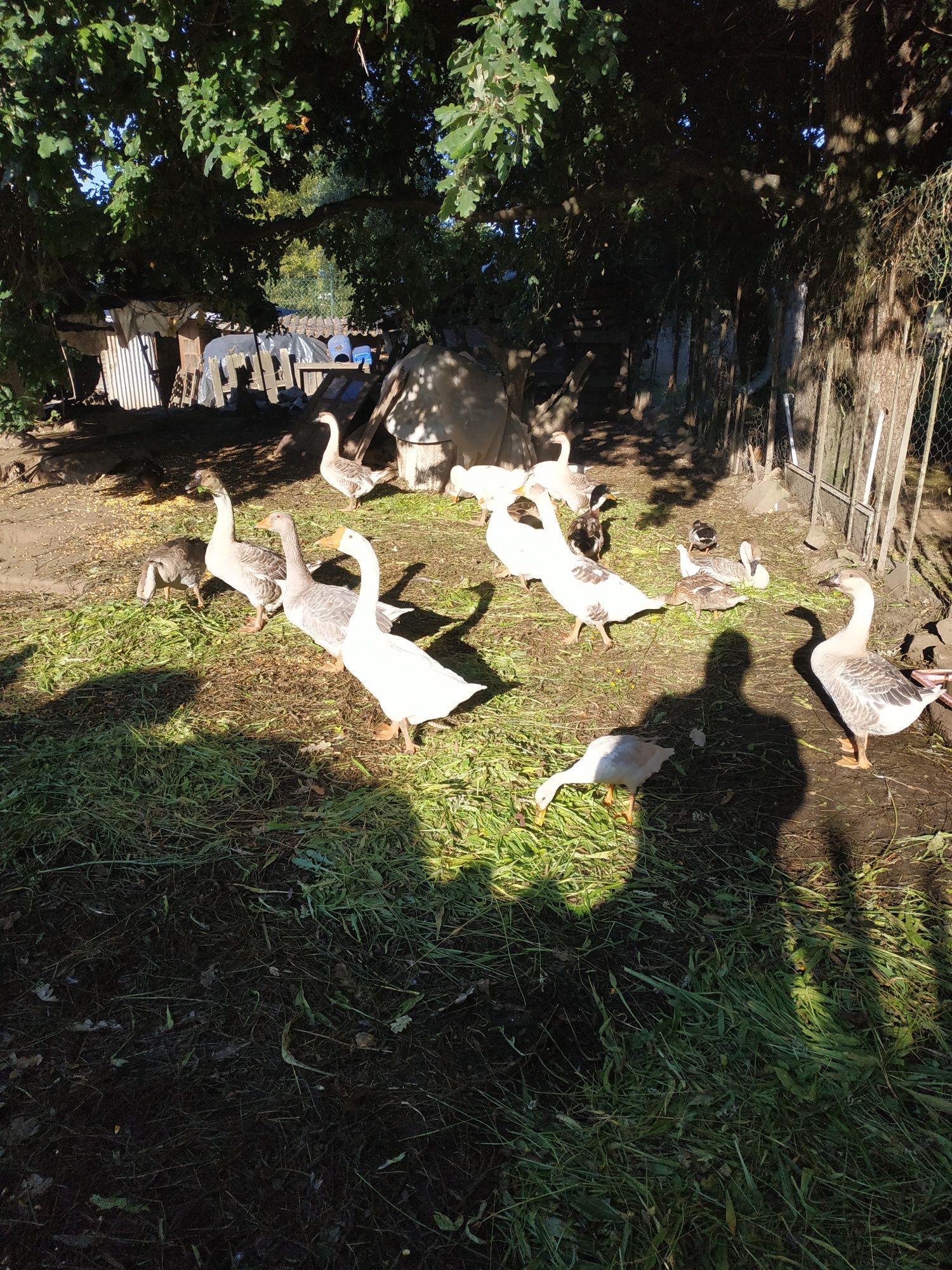 Gansos, patos e garnizas