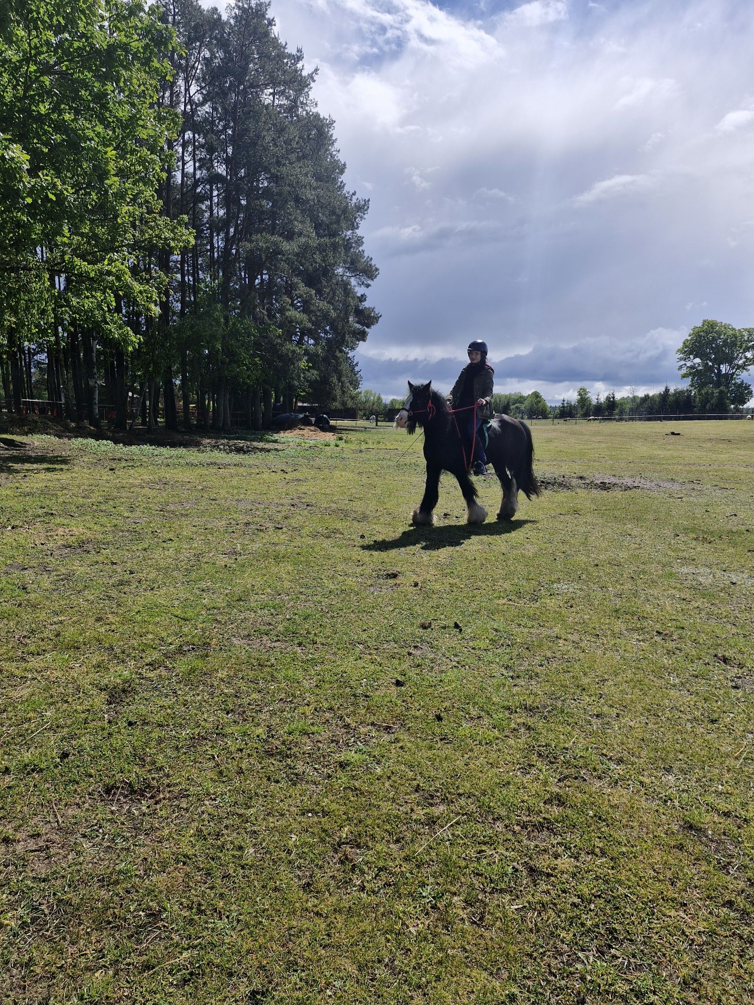 Wałach tinker gypsy cob  -rezerwacjia do 20 lipca.
