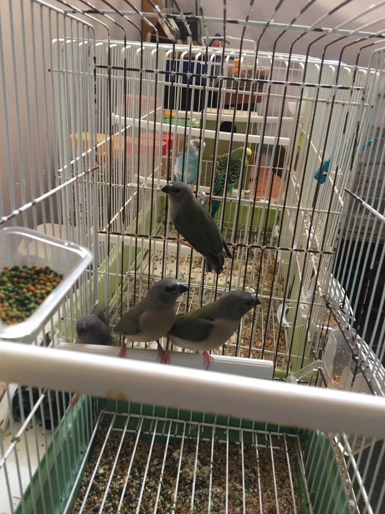 Aves para novo lar