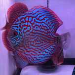 GB DYSKOWCE Paletka Red Turkus | Rozmiar "S" 4-4,5cm - dowóz ryb!