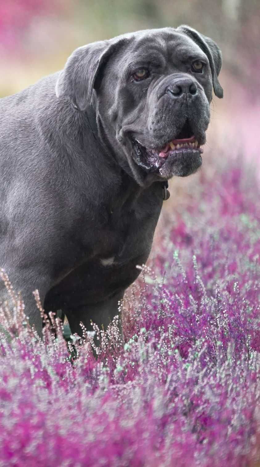 Aspen Cane Corso do adopcji.