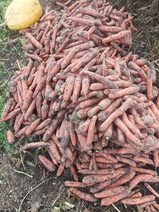 Продам моркву, столовий буряк