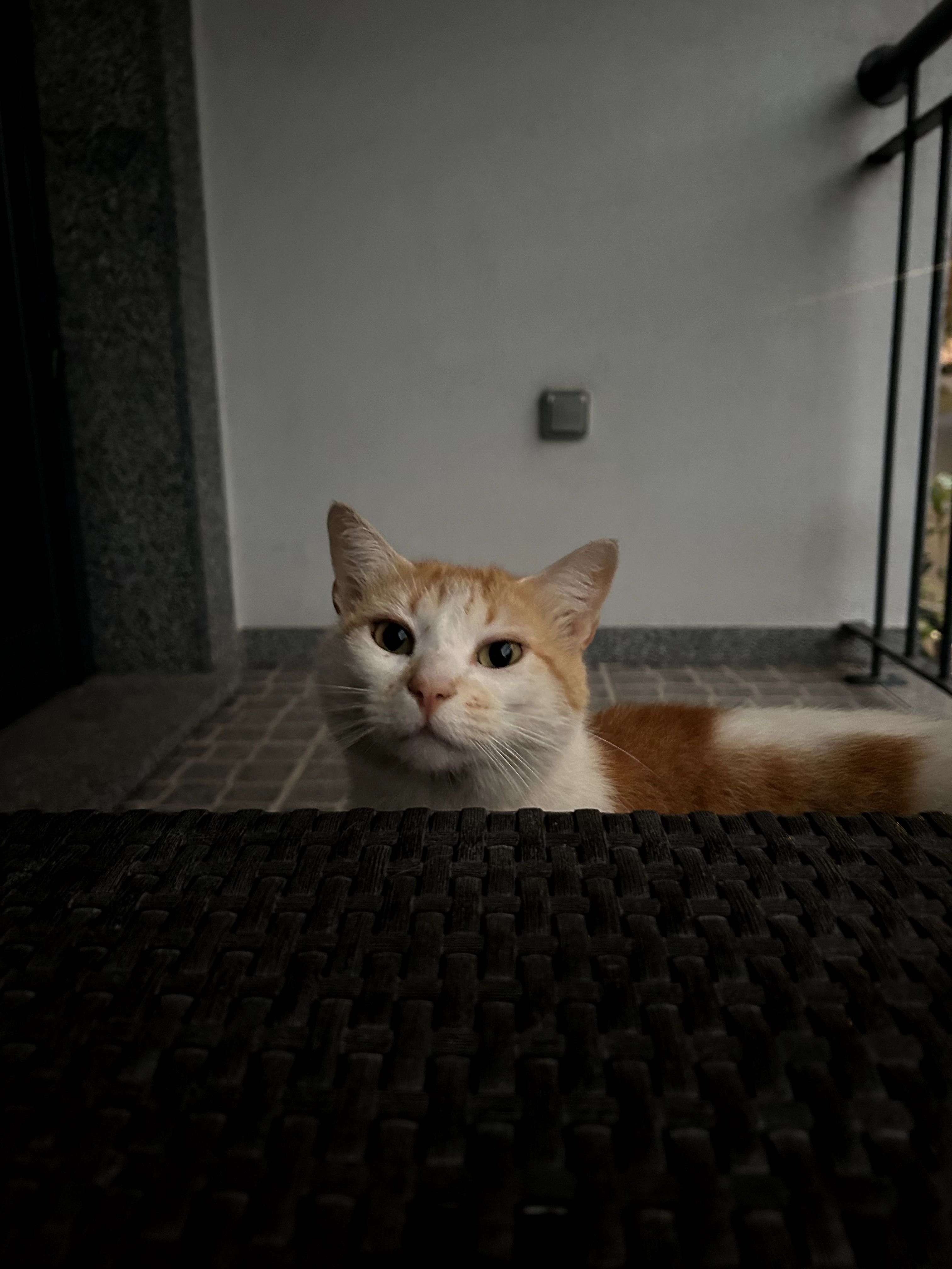 Passeio de cães e cuidados de animais em Lisboa