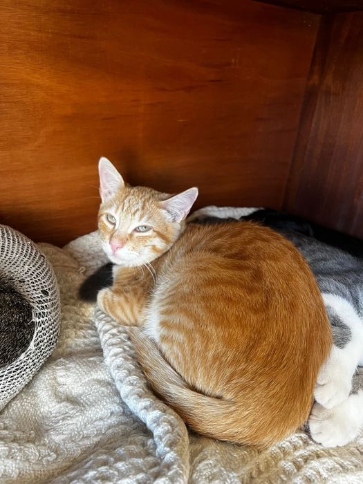 Gatinho com 5 meses para adoção responsável