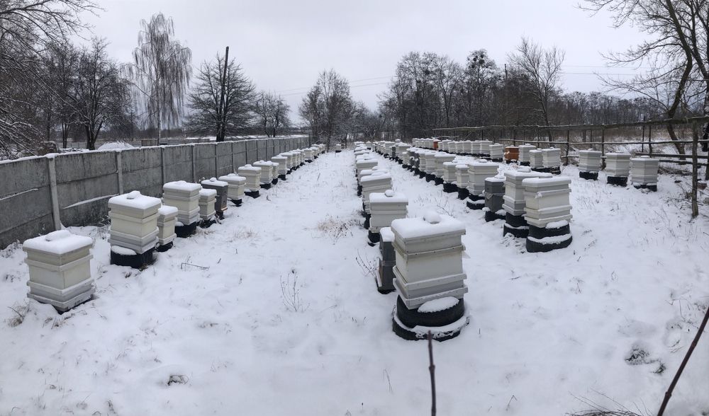 Бджолопакети бакфаст,італійка,Київ, Київска обл