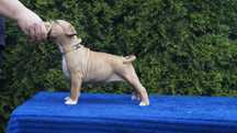 Szczenięta Amstaff,suczka Extaza z rodowodem