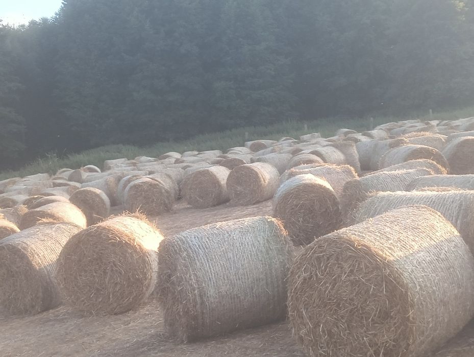 Słoma pszenna baloty owijanie siatką
