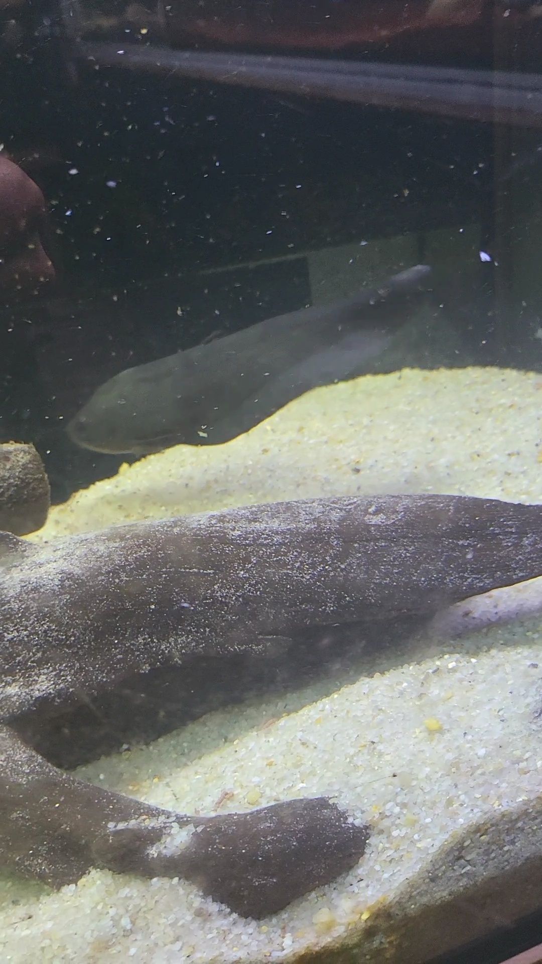 Faca Afer (Papyrocranus afer) 20-25cm