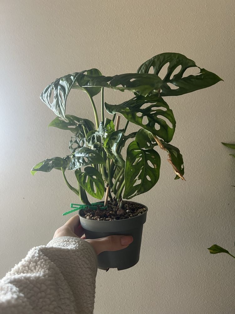 monstera monkey mask adansonii