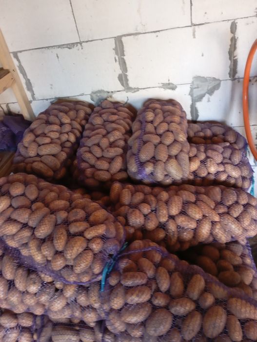 Картопля Королева Анна