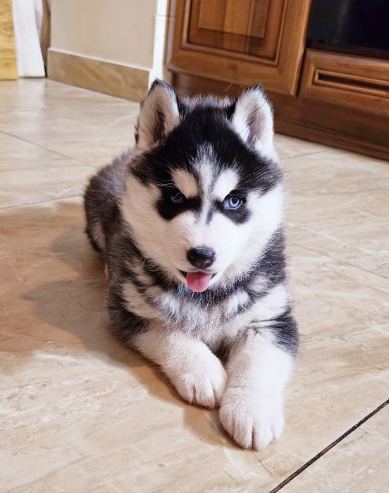 Szczeniak Siberian Husky rodowód ZKwP FCI Champion Puppy Pedigree
