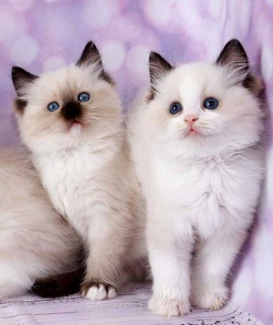 Кошенята з яскравими блакитними оченятками. Порода-регдол