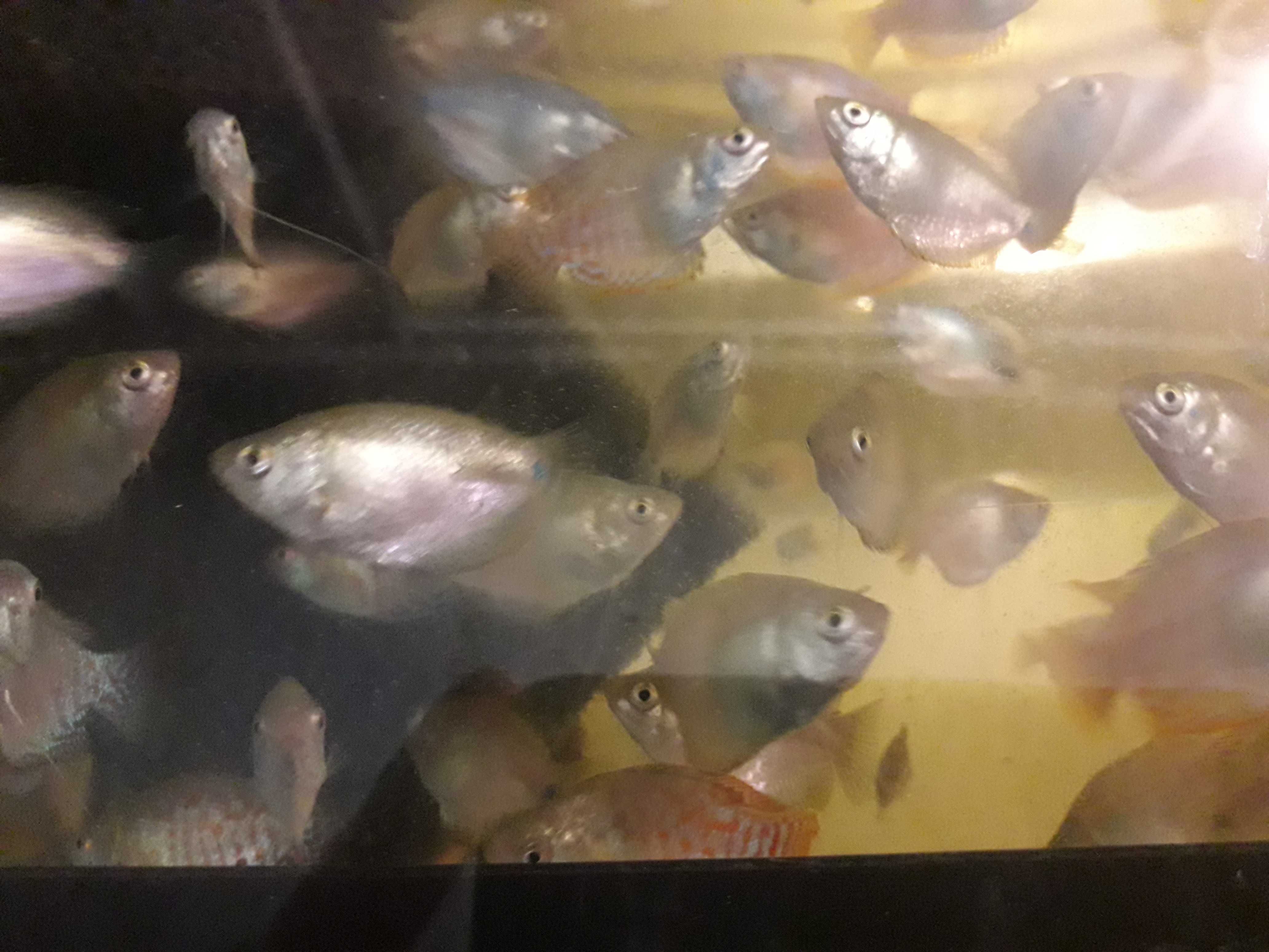 Ramireza, Kirys panda, Kosiarka,Zbrojniki weloniasty