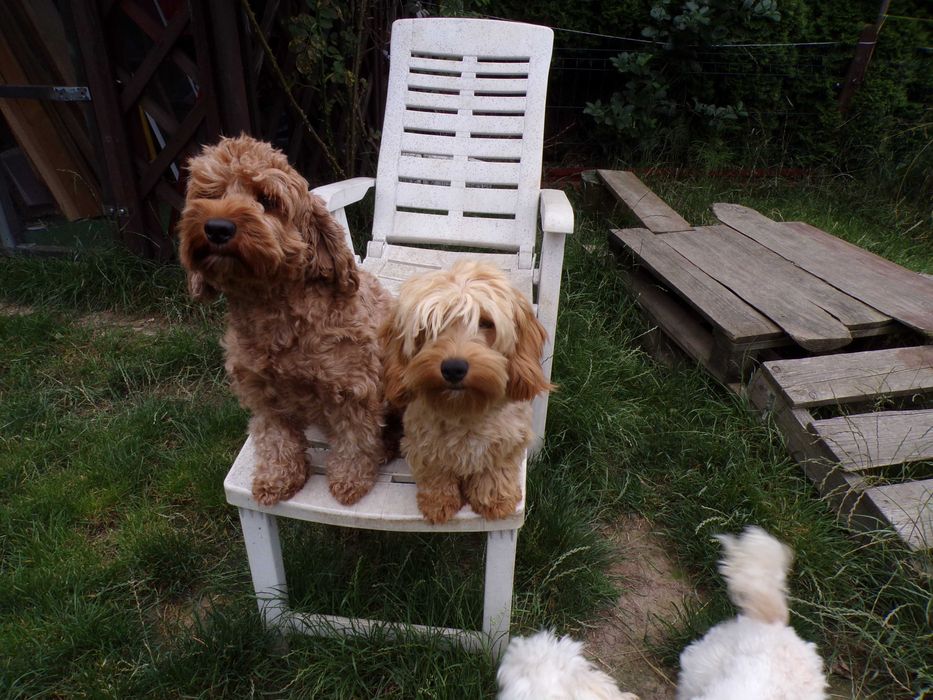 Pudel F1b, piesek, mini, tata pudel biało/ czarny, FCI, badania