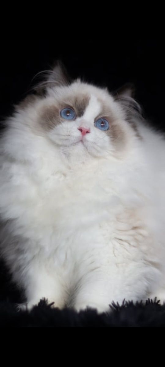 Kotka  rasy RAGDOLL z rodowodem FPL FIFE