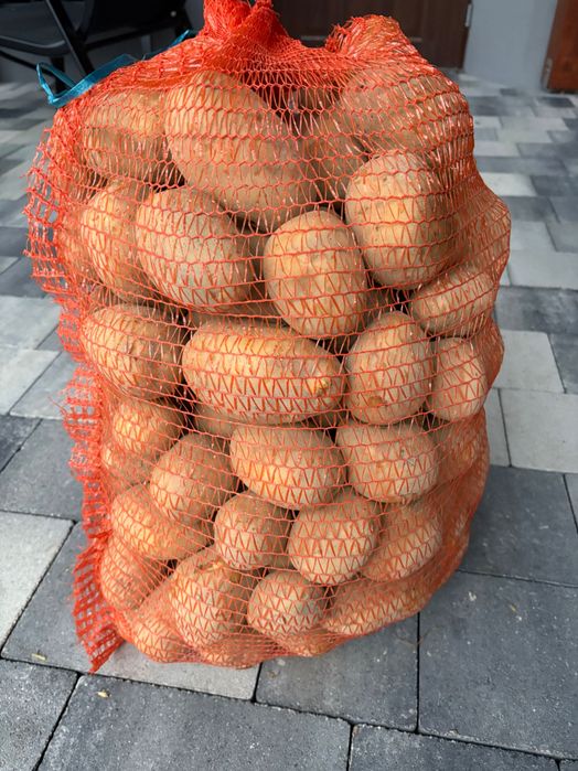 Ziemniak jadalny SORAYA