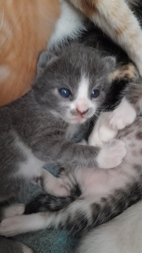 Gatinhas para adopção