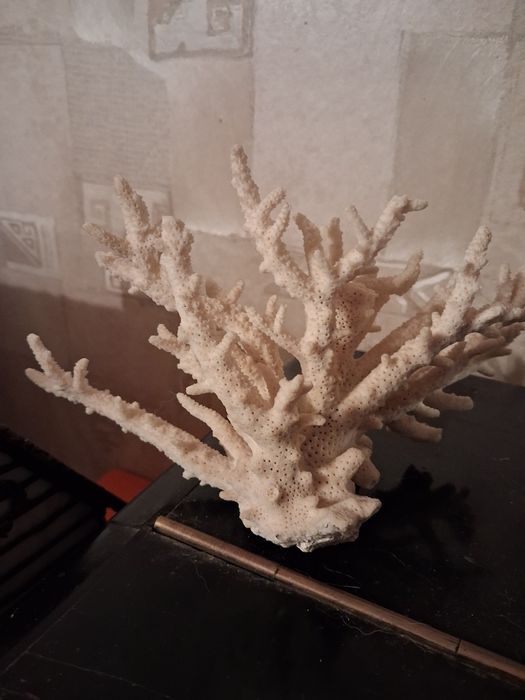 Коралл натуральний океаничний