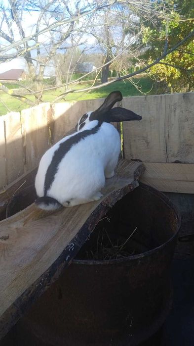 Sprzedam samca srokacza