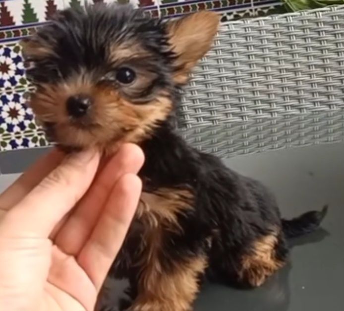 Yorkshire mini femea lindissima