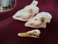 Taxidermy Zestaw Czaszek Rogacz, Sarna, Kaczka