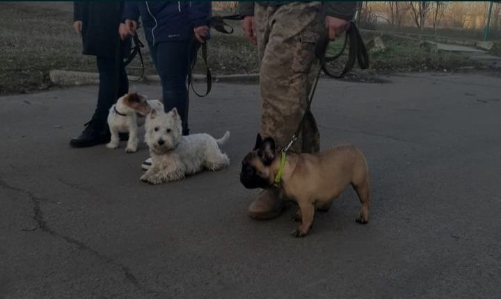 Кінолог. Дресирування з пансіоном(з проживанням у кінолога)